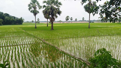ফরিদপুরে সারের দাম নিয়ে চিন্তায় আমন চাষীরা