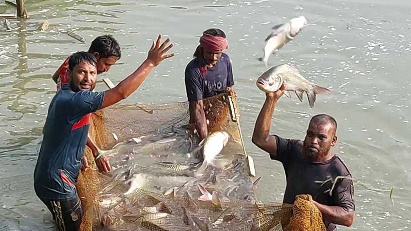 চুয়াডাঙ্গায় মাছ চাষ বাড়লেও ঘাটতি কমছে না