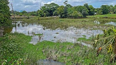 চলমান বন্যায় ১ হাজার ৬৫১ কোটি টাকার ফসলের ক্ষতি
