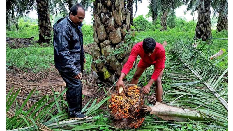 ফিউচার মার্কেটে বেড়েছে মালয়েশিয়ান পাম অয়েলের দাম