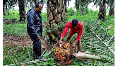 ফিউচার মার্কেটে বেড়েছে মালয়েশিয়ান পাম অয়েলের দাম