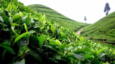 ভারতে চা উৎপাদন কমেছে ১৪ শতাংশ