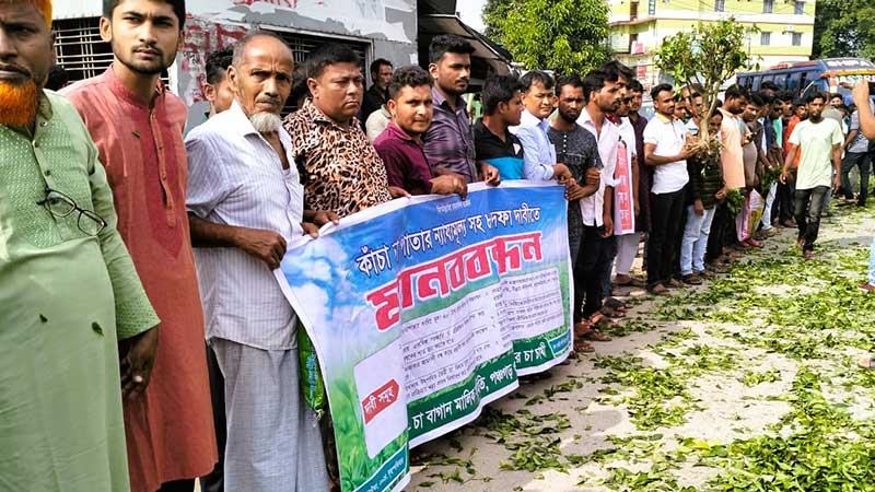 চা পাতার ন্যায্যমূল্যের দাবিতে চাষীদের মানববন্ধন