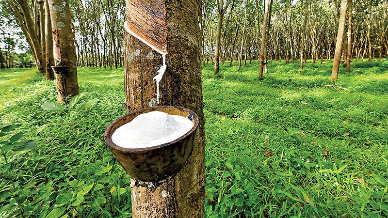 ওসাকা এক্সচেঞ্জে জাপানি রাবারের দরপতন