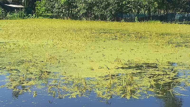 চাঁদপুরে বন্যায় কৃষি ও মৎস্য খাতে ১১০ কোটি টাকার ক্ষতি