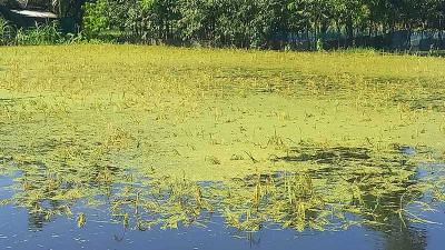 চাঁদপুরে বন্যায় কৃষি ও মৎস্য খাতে ১১০ কোটি টাকার ক্ষতি