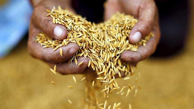 চালের চাহিদা ও দাম বেড়েছে জাপানে