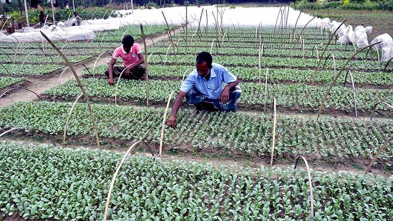 বগুড়ায় ১২ কোটি টাকার সবজি চারা বিক্রির লক্ষ্য কৃষকের