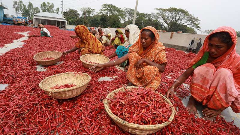 ভোমরা বন্দর দিয়ে শুকনা মরিচ আমদানি কমেছে