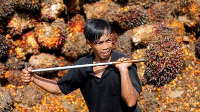 মালয়েশীয় পাম অয়েলের দাম বেড়েছে