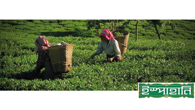 বাংলাদেশের প্রথম আন্তর্জাতিক কনজিউমার ব্র্যান্ড ইস্পাহানি টি