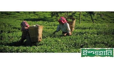 বাংলাদেশের প্রথম আন্তর্জাতিক কনজিউমার ব্র্যান্ড ইস্পাহানি টি