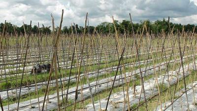 মৌলভীবাজারে ঘুরে দাঁড়ানোর পথ পাচ্ছেন না ঋণগ্রস্ত চাষীরা