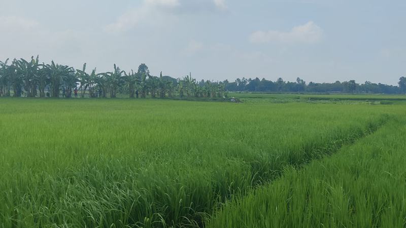 জয়পুরহাটে সীমান্তে কাঁটাতারের বেড়া নির্মাণের চেষ্টা বিএসএফের, বিজিবির বাধা