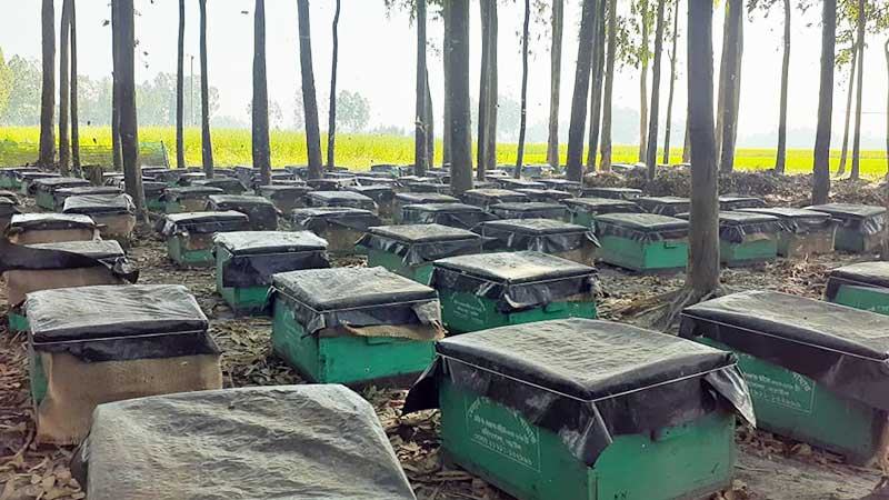 চিনির দামের ঊর্ধ্বমুখিতায় কমতে পারে মধু উৎপাদন