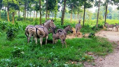 জেব্রা পরিবারে নতুন দুই অতিথি