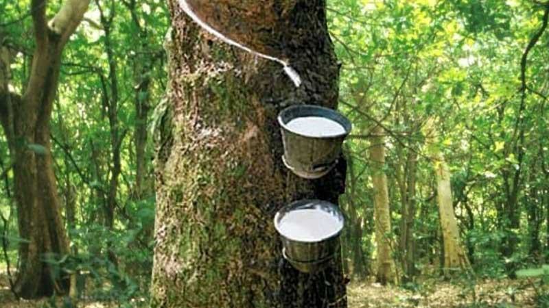 ১৩ বছরের সর্বোচ্চে জাপানি রাবারের দাম