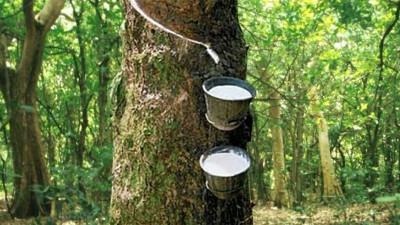 ১৩ বছরের সর্বোচ্চে জাপানি রাবারের দাম