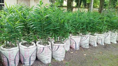 গাইবান্ধায় বেড়েছে বস্তায় আদা চাষ