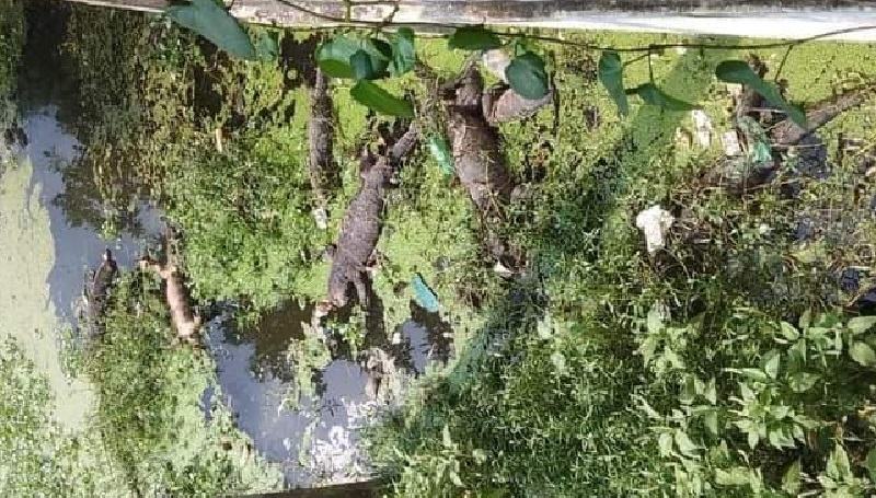 মাদারীপুরে বিদ্যুৎ অফিসের পুকুরে ভে‌সে উঠল ১২টি মৃত গুইসাপ