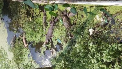 মাদারীপুরে বিদ্যুৎ অফিসের পুকুরে ভে‌সে উঠল ১২টি মৃত গুইসাপ