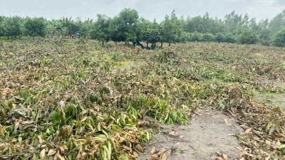 নওগাঁয় ৮০০ আমগাছ কেটে ফেলার অভিযোগ