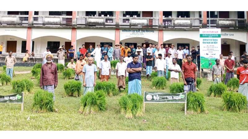 মিরসরাইয়ে ধানের চারা পেলেন বন্যায় ক্ষতিগ্রস্ত কৃষক