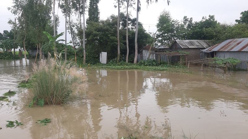কুড়িগ্রামে তিস্তার চরের শতশত হেক্টর জমির ফসল পানির নিচে