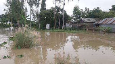 কুড়িগ্রামে তিস্তার চরের শতশত হেক্টর জমির ফসল পানির নিচে