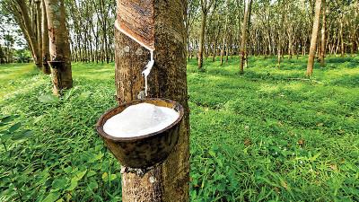 ফিউচার মার্কেটে জাপানি রাবারের দাম বেড়েছে