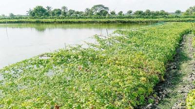 সাতক্ষীরায় ঘেরের বাঁধে সবজি চাষ