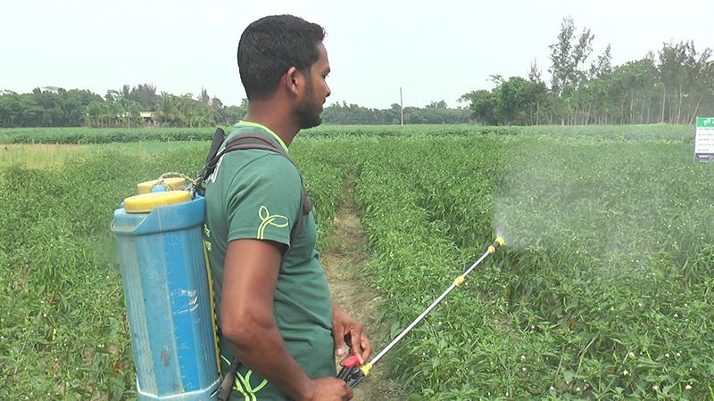 মাত্রাতিরিক্ত কীটনাশক প্রয়োগে রেজিস্ট্যান্স হচ্ছে পোকামাকড়