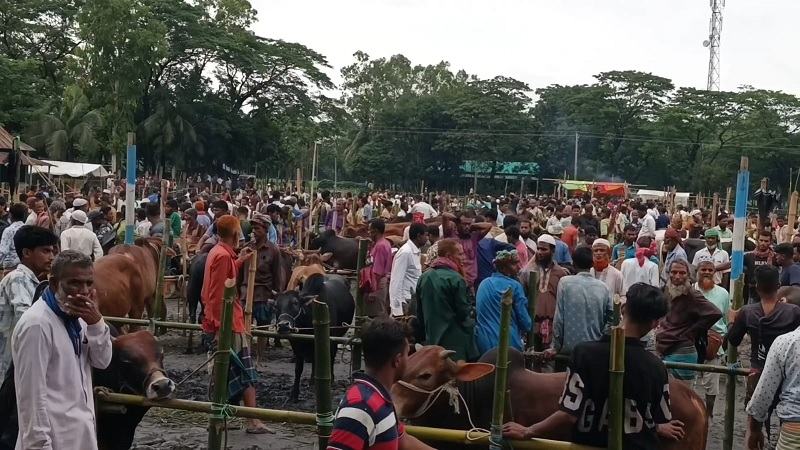 জমে উঠেছে নেত্রকোনার কোরবানির পশুর হাট