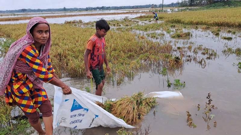 নেত্রকোনার হাওরে তলিয়ে গেছে ১৪ হাজার হেক্টর জমির ধান