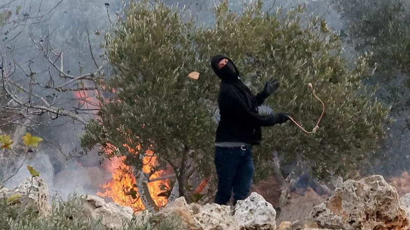 olive_palestines_west_bank_israeli_satler1_reuters