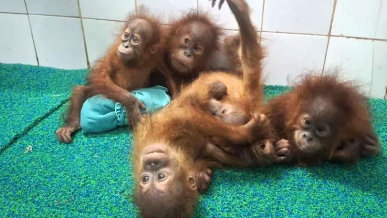 orangutan-in-india-3