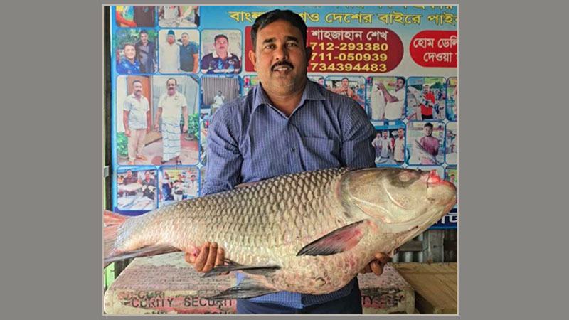 পদ্মায় জেলের জালে সাড়ে ২৮ কেজির কাতল, ৭০ হাজারে বিক্রি
