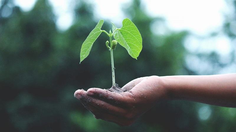 এই গরমে গাছের যত্ন