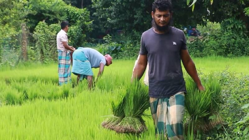 আমনে স্বপ্ন বুনছেন বন্যায় ক্ষতিগ্রস্ত কৃষকরা