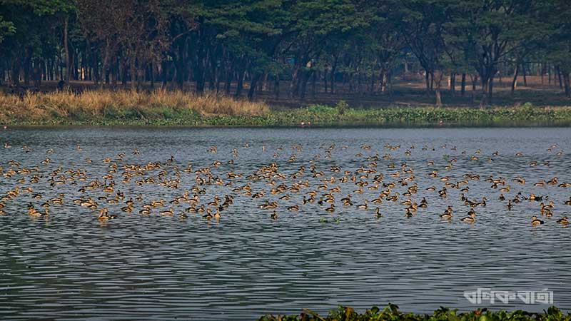 জাবি ক্যাম্পাসে পাখির কলতান