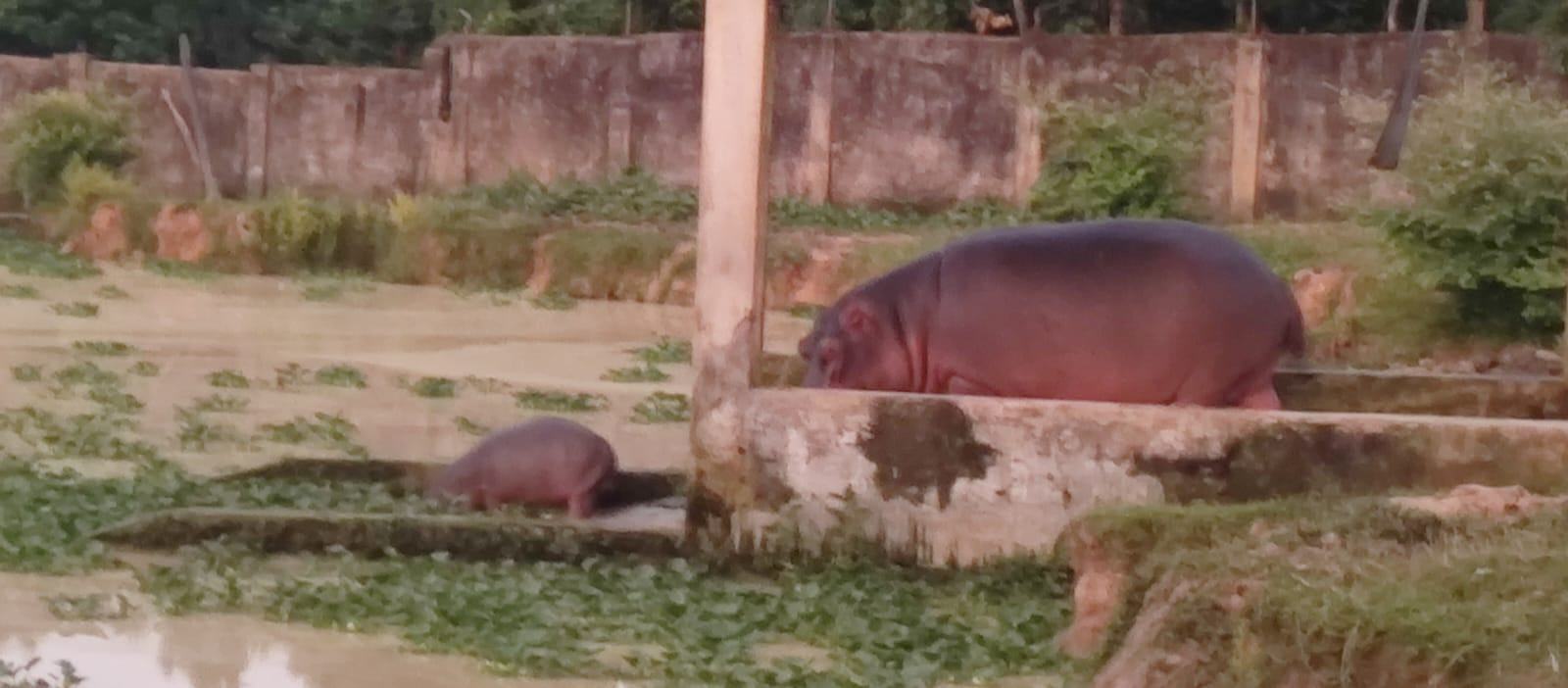 গাজীপুর সাফারি পার্কে জলহস্তি পরিবারে নতুন অতিথি