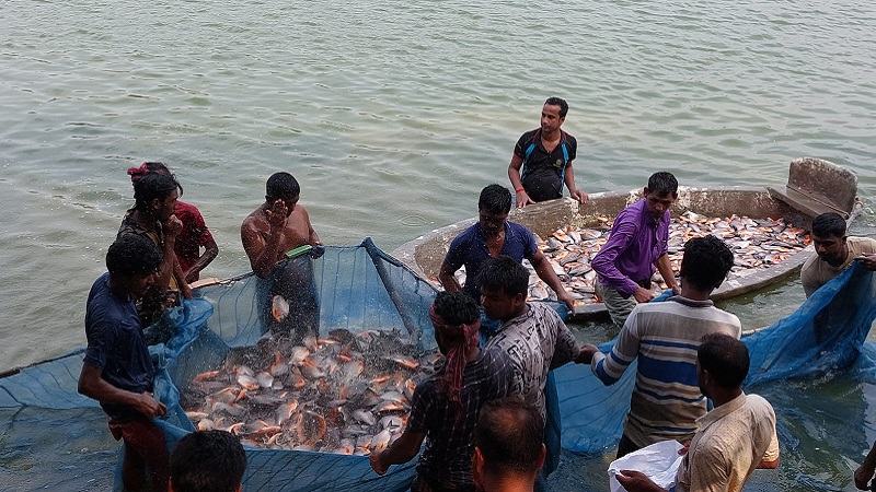 গাইবান্ধায় ২০ মণ নিষিদ্ধ মাছ জব্দ, মালিককে জরিমানা