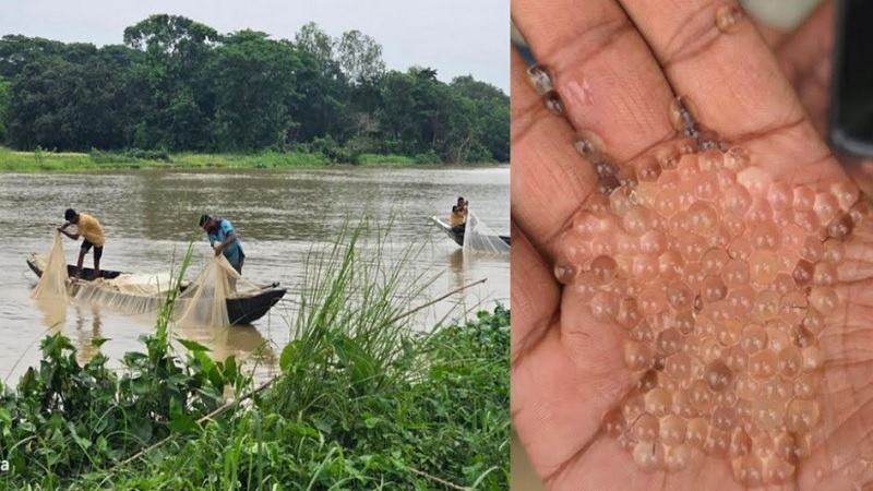 হালদা নদীতে নমুনা ডিম ছাড়ল মা মাছ