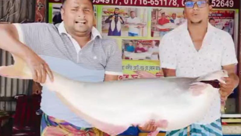রাজবাড়ীর পদ্মায় জেলের জালে উঠে এল সাড়ে ২১ কেজির পাঙ্গাস