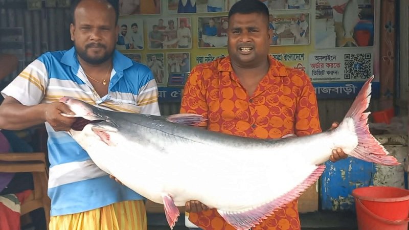 পাঙ্গাশ