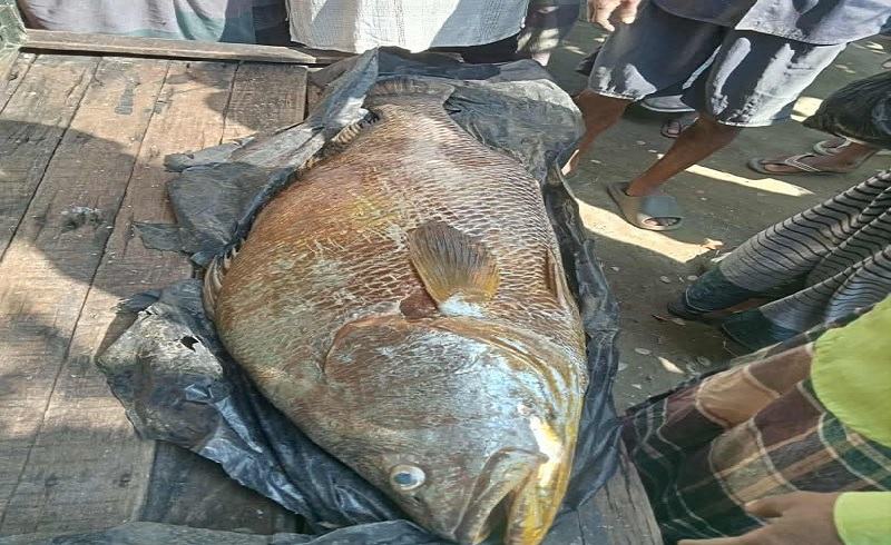 বঙ্গোপসাগরে জেলের জালে ধরা পড়ল ৩২ কেজির পোপা মাছ