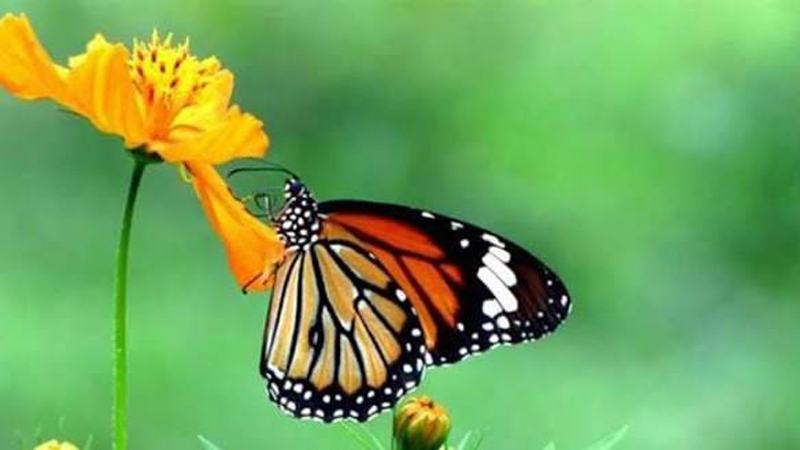 জাবিতে প্রজাপতি মেলা বসছে ২৭ নভেম্বর