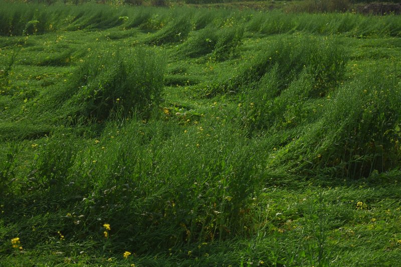 পারিল ৩