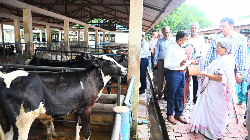 দেশীয় জাতের গবাদিপশু বিশ্বমানের পর্যায়ে উন্নীত করা সম্ভব: মৎস্য ও প্রাণিসম্পদ উপদেষ্টা