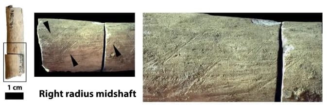 প্রত্নতাত্ত্বিক গবেষক দল ওই নারীর হাড়ে কাটা দাগ খুঁজে পেয়েছে, যা হাড় থেকে মাংস ছাড়িয়ে নেয়ার প্রমাণ দেয়